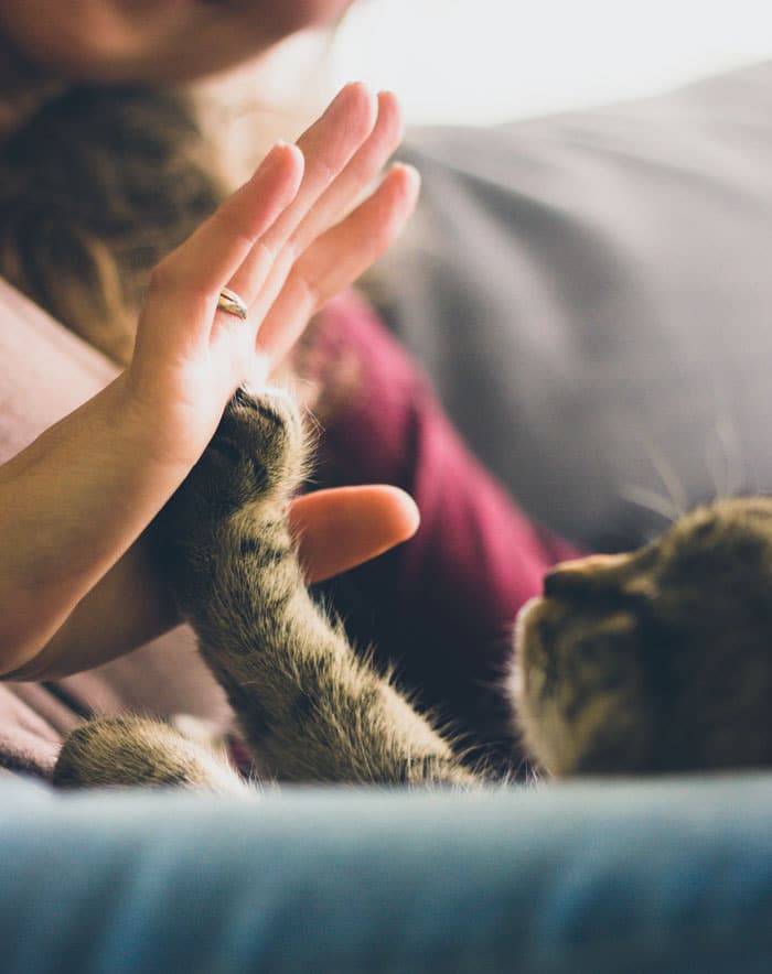 Woman’s and and cat’s paw giving a high five.