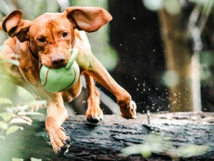 Protect your Pet Against Heartworms, Fleas, and Ticks