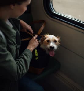 A brown dog in a carrier on a train with his owner