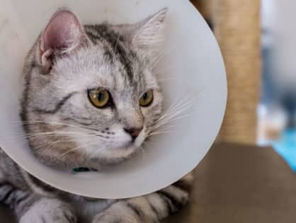 Pre- and Post- Surgery Care for Your Pet