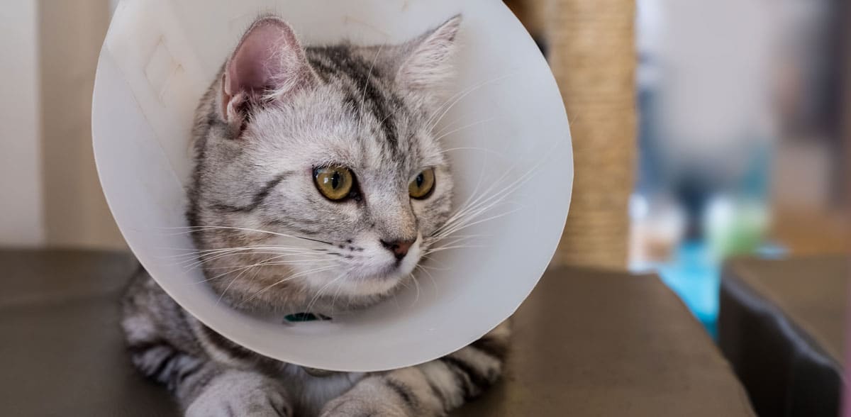 Pre- and Post- Surgery Care for Your Pet