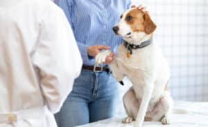 A white and brown beagle being examined in a bright, clean veterinary clinic.