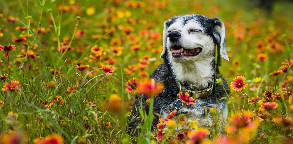 Dog sitting in a field of flowers