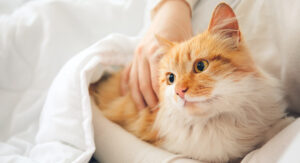 Cat wrapped in blanket