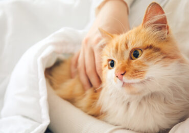 Cat wrapped in blanket