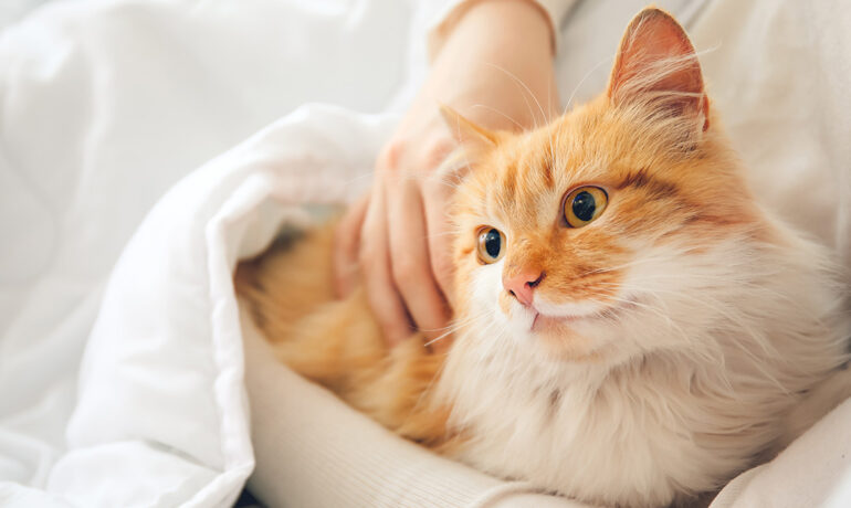 Cat wrapped in blanket
