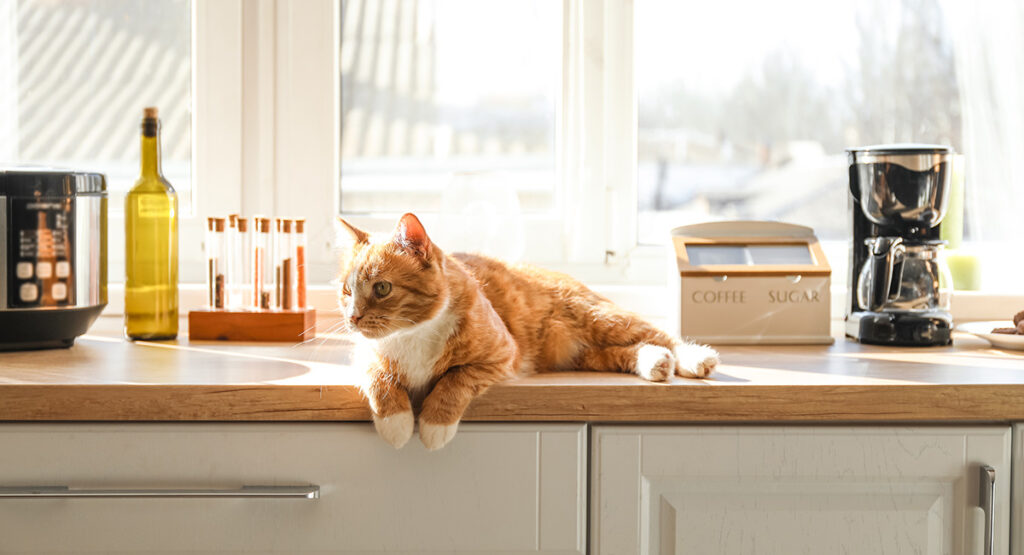 Cat lying in the sun on a countertop