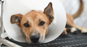 Dog wearing recovery cone