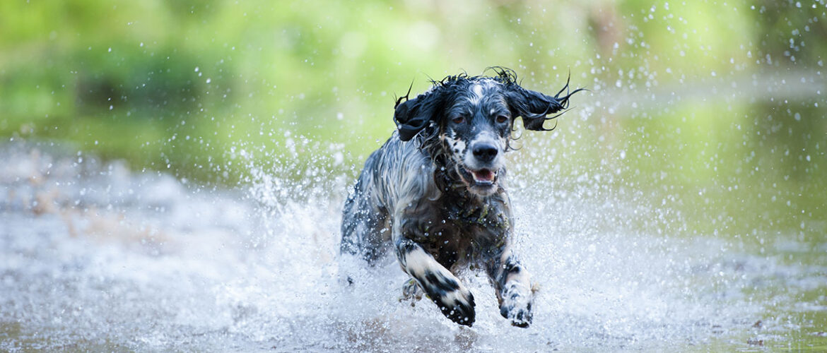dog running through water