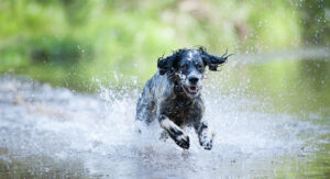 dog running through water