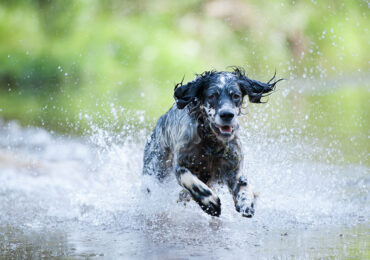 dog running through water