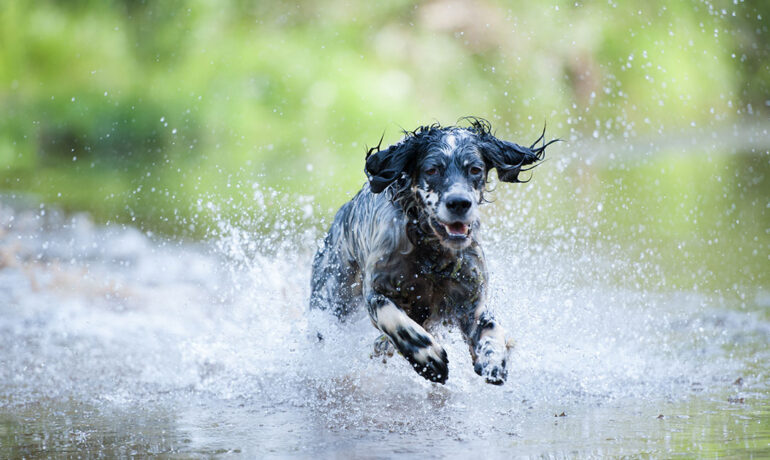 dog running through water