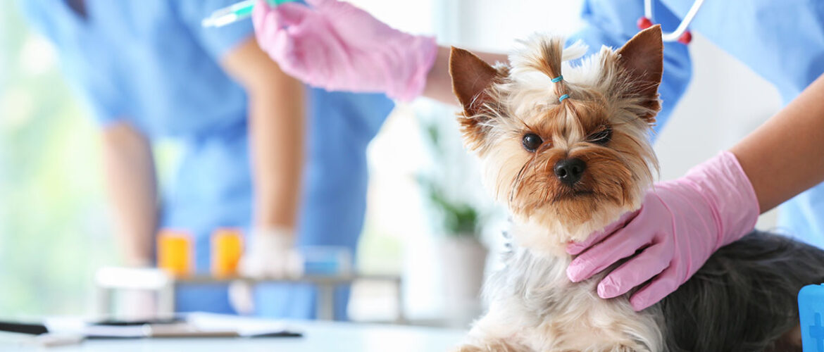 Dog getting vaccine at vet clinic
