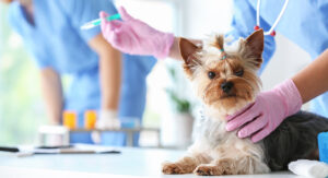 Dog getting vaccine at vet clinic