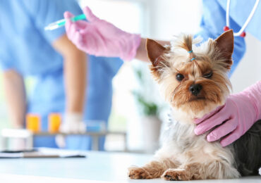 Dog getting vaccine at vet clinic