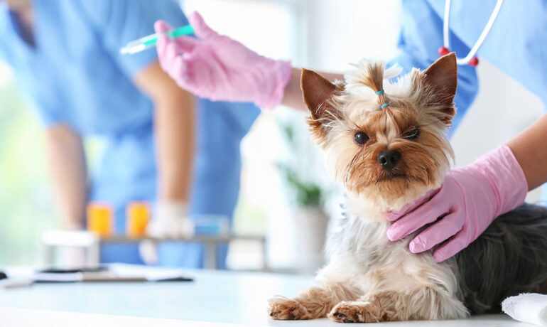Dog getting vaccine at vet clinic