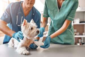 Veterinary workers bandaging dog's paw.